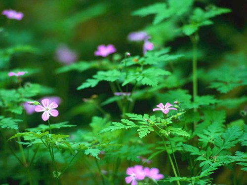 Forest_Flowers