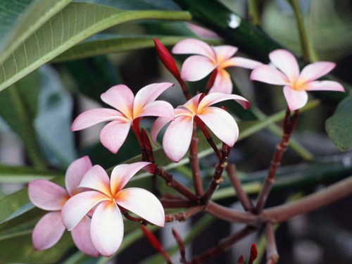 Frangipani_Flowers