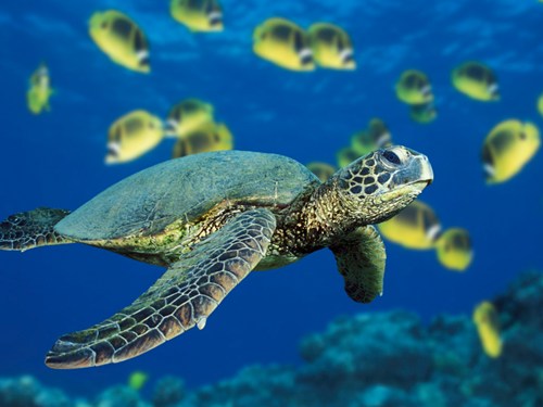 Green_Sea_Turtle