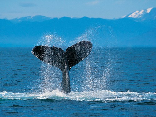 Humpback_Whale